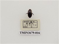 藏品(龍蝨、牙蟲)的圖片